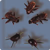 halloween decorations - icky bugs&nbsp;Article