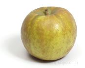 Golden Russet Apple