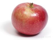paula red apple Glossary Term