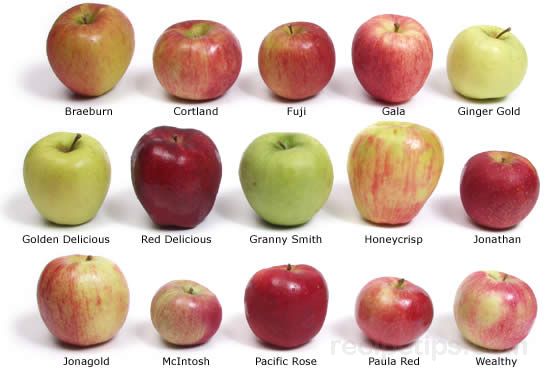 apple-definition-and-cooking-information-recipetips