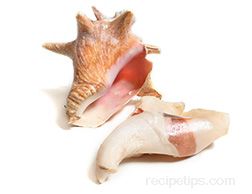 Conch Glossary Term