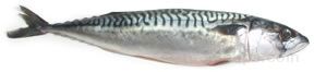 mackerel Glossary Term