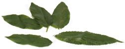 jute leaf Glossary Term