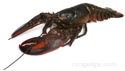 lobster Glossary Term