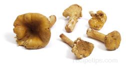 Chanterelle Mushroom Glossary Term