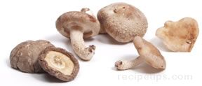 shiitake mushroom Glossary Term