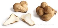 small puffball mushroom Glossary Term