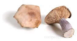 blue leg mushroom Glossary Term