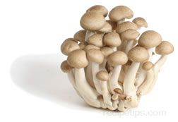 Honshimeji Mushroom Glossary Term
