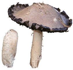 shaggy ink cap mushroom Glossary Term