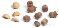acorn meaning