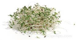 Alfalfa Sprouts Glossary Term