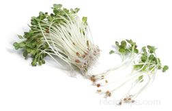 radish sprouts Glossary Term