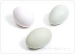 Types of Eggs Article