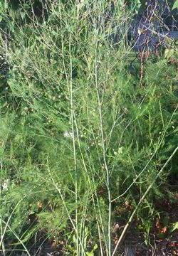 Asparagus Plants Article