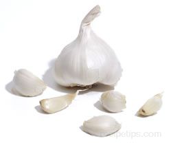 all about garlic Article