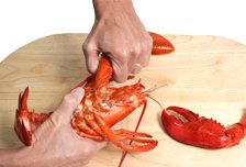 Removing Lobster Meat