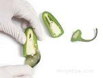 Handling Chile Peppers